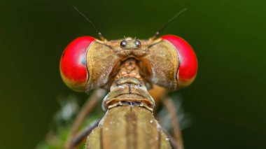 Bir kız böceğinin başının uç makro fotoğrafı, büyük kırmızı gözlerini ve karmaşık detaylarını vurguluyor.