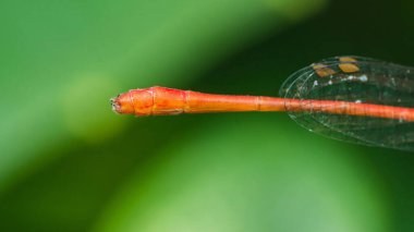 Şeffaf kanatları olan kırmızı bir kızböceğinin yakın çekimi, vücudunun hassas detaylarını vurguluyor.