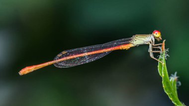 Kırmızı gözlü, turuncu kuyruklu, canlı yeşil bir yaprağın üzerinde dinlenen bir kızböceğinin yakın çekimi vücudunun karmaşık detaylarını gözler önüne seriyor.