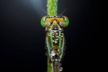 Küçük çiy damlalarıyla kaplı yeşil bir sapta dinlenen bir kızböceğinin yakın çekimi, karmaşık detaylarını ve canlı renklerini gözler önüne seriyor.