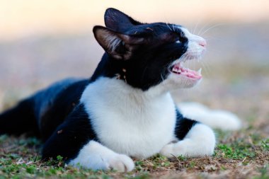 İki renkli kedi çimlerin üzerinde dinleniyor, geniş bir alana yayılıyor ve keskin dişler sergiliyor, neşeli pembe bir dille, güneşli bir günün tadını çıkarıyor.