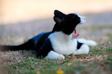 Siyah ve beyaz kedi yemyeşil çimenlerin üzerinde uzanıyor, Pembe dili dışarı sarkmış, bahçede güneşli bir günün tadını çıkarıyor