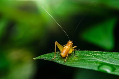 Canlı yeşil bir yaprağın üzerinde dinlenen genç bir cırcır böceğinin yakın çekimi hassas antenlerini ve karmaşık ayrıntılarını gözler önüne seriyor.