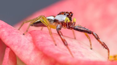 Canlı pembe bir çiçek yaprağını keşfeden renkli bir örümceğin yakın çekim makrografisi