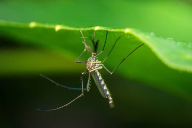 Canlı yeşil bir yaprağın altında baş aşağı asılı bir sivrisineğin yakın çekimi, narin özelliklerini ve dinlenme duruşunu gösteriyor.