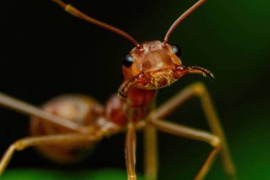 Bir dokumacı karıncanın aşırı yakın çekimi karmaşık anatomisini ve dişli çenesini gözler önüne seriyor.