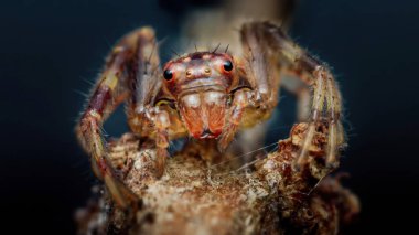 Dalda duran bir vaşak örümceğinin makro fotoğrafı, karanlık bir arka plana karşı karmaşık ayrıntılarını ve canlı renklerini sergiliyor.