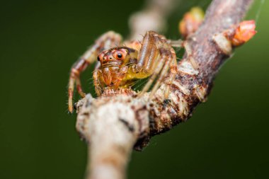 Zıplayan örümceğin yakın çekimi, karmaşık detaylarını ve büyüleyici varlığını gözler önüne seriyor.