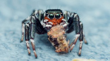 Renkli sıçrayan örümcek pürüzsüz bir açık mavi yüzey üzerinde bir böcek yakalıyor kıllı bacaklarının ve keskin gözlerinin canlı detaylarını sergiliyor.