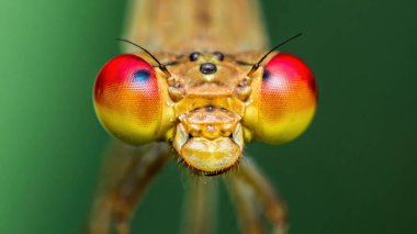 Kızböceği kafasının aşırı makro fotoğrafı ve yeşil bulanık arka planlı renkli bileşik gözleri.
