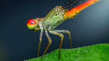 Renkli gözleri ve vücudu çiğ yeşil bir yaprağın üzerinde dinlenen enerjik bir kızböceğinin aşırı yakın çekimi.