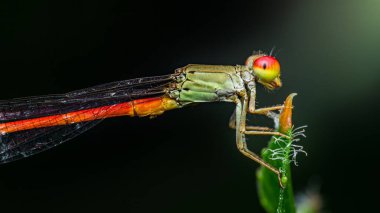 Turuncu ve kırmızı kuyruklu canlı bir kızböceği yeşil bir yaprağın üzerinde dinleniyor. Karmaşık detaylarını hayret verici bir makro çekimde sergiliyor.