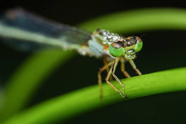 Canlı yeşil bir gövde üzerinde dinlenen, çiğ kaplı bir kız sineğinin yakın plan bulanık doğal bir arka plan karşı