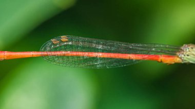 Bir dala tünemiş bir kız sineğinin yakın çekimi, narin şeffaf kanatlarını ve bulanık yeşil bir arka plana karşı ince kırmızı karnı sergiliyor.