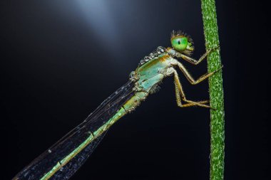 Yeşil bir sapa tutunan zümrüt bir kızböceğinin yakın çekimi, narin kanatları ve vücudu parlak çiğ damlacıklarıyla süslenmiş, koyu bir arka plana karşı.