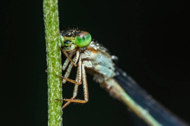 Yeşil bir sapa tünemiş zümrüt bir kızböceğinin yakın çekimi, narin özelliklerini ve parlak yeşil gözlerini koyu bir arka plana karşı sergiliyor.