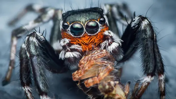 Renkli bir örümceğin, bir böceği yiyip bitirmesi, karmaşık detaylarını ve yırtıcı doğasını gözler önüne sermesi,