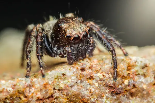 Zıplayan bir örümceğe yakın çekim yapan hyllus Semicupreus, bir kayanın üzerinde duruyor, kıllı bacaklarını ve büyük gözlerini gösteriyor.