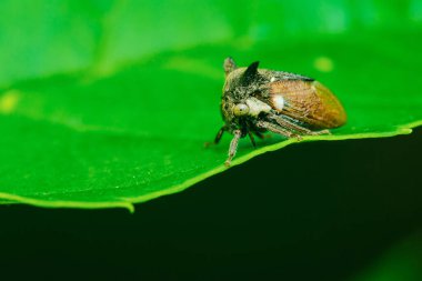Garip görünüşlü ağaç sıçrayan böcek canlı yeşil bir yaprağın üzerinde duruyor, eşsiz boynuz benzeri yapısını ve karmaşık detaylarını doğal ortamında sergiliyor.