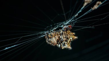 Örümcek, bir sineği karmaşık ağıyla karanlık bir arka plana ustalıkla sarıp doğanın yırtıcı davranışının büyüleyici ve genellikle ürpertici yönlerini gözler önüne seriyor.