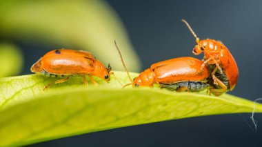 Aulacophora indica yeşil bir yaprak üzerinde çiftleşir ve bir diğeri yürür, aynı zamanda guguk kuşu yaprağı böceği familyasına aittir, Asya 'da bulunan ciddi bir gugubitaceae ekinidir.