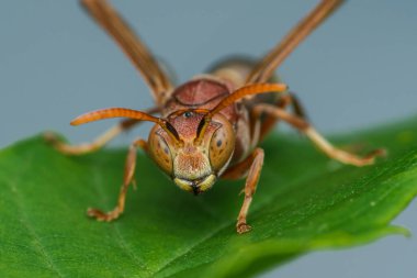Kırmızı eşekarısı canlı yeşil bir yaprağın üzerinde duruyor. Kanatları açık, karmaşık detaylarını ve parlak renklerini bulanık bir arkaplana karşı sergiliyor.