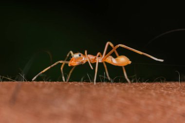 Kerengga karınca benzeri kazak, ya da mirmarachne plataleoides, kerengga ya da dokumacı karıncayı taklit eden atlayan bir örümcek türü.