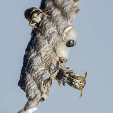 Kağıt eşekarıları yuvalarını bir dalın üzerine kuruyorlar, altıgen hücrelerin içinde görünen larvalar gelişiyor, bu sosyal böceklerin karmaşık mimarisini ve yaşam döngüsünü sergiliyorlar.