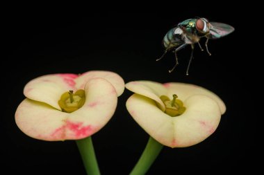 Sivri uçlu yeşil bir şişenin yakın çekimi dikenli çiçeklerin üzerinde süzülüyor, simsiyah bir zemin üzerine kuruluyor, parlak renkler ve karmaşık detaylar sergiliyor.