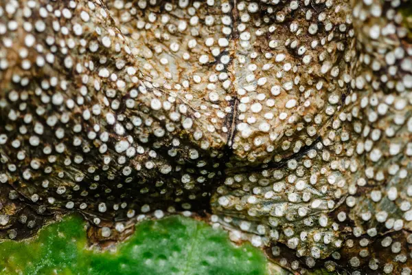 Çok sayıda beyaz kabarcık içeren begonya pustulata yaprağının yakın çekim makro görüntüsü desenli kahverengi yüzeyinde belirgin bir nokta deseni oluşturuyor.