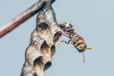 Kağıtlı eşekarısının yuvasını bir ağaç dalına kurarak, bireysel hücreler içinde karmaşık yapılar ve yumurtalar sergileyerek doğal böcek davranışlarını ve ekosistem dinamiğini vurguluyor.