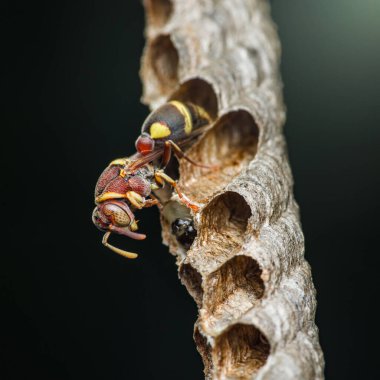 Kırmızı kağıt eşekarısı yuvasını bulanık, karanlık bir arka plana karşı kuruyor ve savunuyor. Koloninin bal peteği hücrelerinde gelişen gözle görülür larvalar sergiliyor.