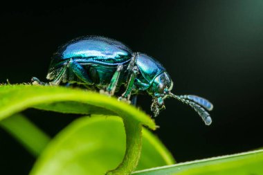 Canlı metalik mavi bir böceğin yakın plan çekimi kıvrımlı yeşil bir yaprağın üzerinde incelikle gezinerek doğanın makro fotoğrafçılıktaki karmaşık güzelliğini gözler önüne seriyor.