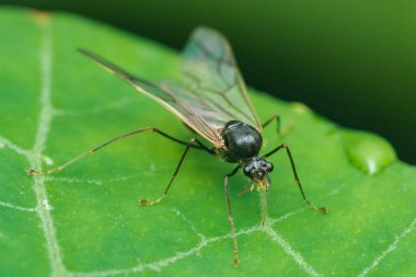 Kanatlı erkek karınca canlı yeşil bir yaprağın üzerinde duruyor, narin, şeffaf kanatları yayılmış, vücudunun ve doğal çevrenin karmaşık detaylarını gözler önüne seriyor.