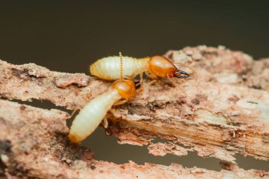 Tahta bir parçayı kemiren iki termit bu böceklerin yıkıcı doğasını gösteriyor. Ayrıntılar, amansız yemeklerinin yol açtığı hasarı gözler önüne seriyor.