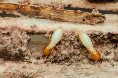 Bir evin içinde tahtaları kemiren iki termit, etkin haşere kontrol önlemlerine duyulan kritik ihtiyacı vurgulayarak, yapıda ciddi hasara ve yıkıma neden oluyor.