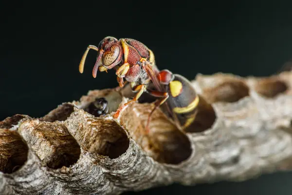 Bir çömlekçi eşekarısının içindeki larva ve yumurtalarla yuvasını inşa ederken çekilmiş makro fotoğrafı, eşek arısının ve yuvasının karmaşık detaylarını karanlık bir arka plana karşı sergiliyor.