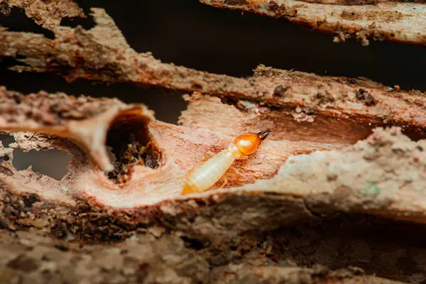 Çürüyen odunların çatlaklarını araştıran bir termitin yakın çekimi bu böceklerin yıkıcı doğasını ve evlere ve yapılara verebilecekleri potansiyel hasarı vurguluyor.