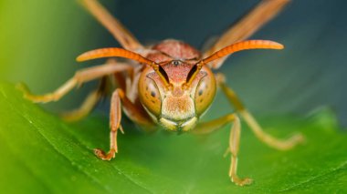 Canlı yeşil bir yaprağın üzerinde duran kırmızı bir eşekarısının makro fotoğrafı, çarpıcı bir yakın plan içinde karmaşık detaylarını ve canlı renklerini sergiliyor.