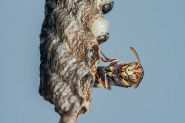 Yuvasını inşa eden bir kağıt eşekarısının makro görüntüsü larva ve yumurtalarla karışık yapıları ortaya çıkararak olağanüstü mimari becerileri vurguluyor.