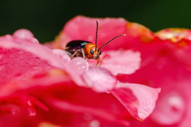 Aulacophora lewisii böceği, kabak böceği olarak da bilinir, ıslak pembe bir çiçek yaprağının üzerinde durur, su damlalarıyla, doğayı keşfederek, böceğin makro fotoğrafını çekerek
