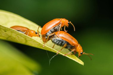 Üç turuncu aulacophora indica böceği canlı yeşil bir yaprak üzerinde çiftleşiyorlar, doğanın harikalarına detaylı bir yakın bakış açısıyla karmaşık üreme davranışları sergiliyorlar.