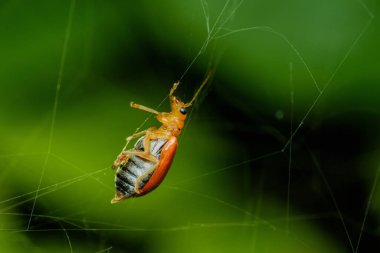 Aulacophora foveicollis, kabak böceği olarak da bilinir, bir örümcek ağında asılı, bulanık yeşil arka plandaki yapışkan ipliklerden kaçmaya çalışıyor.
