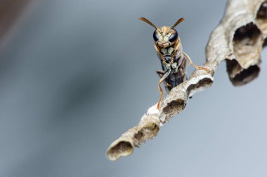 Bir eşekarısının yuvasına yakın plan, yumuşak, bulanık bir arka plana karşı karmaşık detaylar sergiliyor, doğanın mimarisi ve böcek dünyasının büyüleyici bir görüntüsünü yaratıyor.