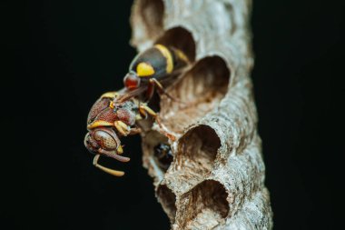 İki renkli kağıt eşekarısı, karanlık bir arka plan üzerine yuva kurarak altıgen hücrelerinin ve yaban arılarının hassas vücutlarının karmaşık detaylarını sergiliyor.