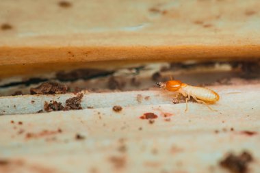 Hasarlı bir ahşap yüzeyde gezinen bir termitin yakın plan görüntüsü bu böceklerin yerleşim ortamları içindeki yıkıcı etkilerini ve ev sahipleri için oluşturdukları riskleri gösteriyor.