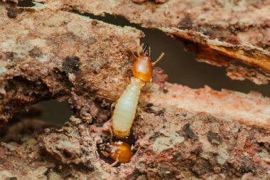 Bu böceklerin zararlı doğasını ve haşere kontrolünün önemini vurgulayarak bir tahta parçasını etkin bir şekilde tüketen ve zarar veren termitlerin yakın çekimi.