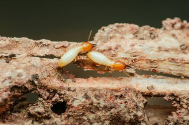 Tahta yiyen termitlerin yakın çekimi, bir evde yapısal hasara neden oluyor, bu böceklerin yıkıcı doğasını ve böcek kontrolünün önemini vurguluyor.