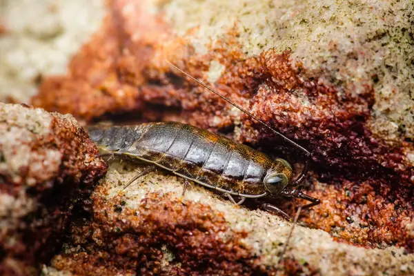 Dalgalanma bölgesindeki ıslak, kırmızı bir kayanın dokulu yüzeyinde gezinen bir deniz slater 'ının yakın çekimi segmentli gövdesini ve hassas antenlerini gözler önüne seriyor.