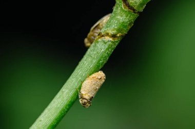 Bitki sapında hareketsiz duran ricanidae böceklerinin yakın çekim makro çekimi doğanın karmaşık detaylarının yumuşak bokeh etkisi ile büyüleyici bir görüntüsünü oluşturur.